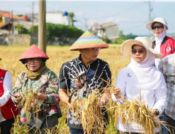 1,2 ton padi nutri zinc siap panen
