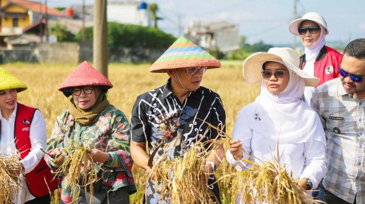 1,2 ton padi nutri zinc siap panen