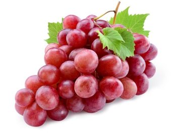 resveratrol diuji pada tikus wistar yang digunakan sebagai subjek penelitian dalam rangka menguji tingkat efektivitas terapeutik ini