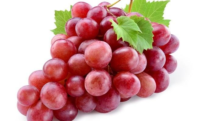 resveratrol diuji pada tikus wistar yang digunakan sebagai subjek penelitian dalam rangka menguji tingkat efektivitas terapeutik ini