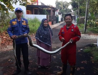 Menggunakan alat khusus, tim rescue berhasil mengamankan ular dari dalam kamar pelapor.