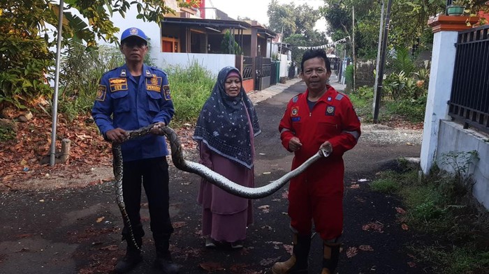Menggunakan alat khusus, tim rescue berhasil mengamankan ular dari dalam kamar pelapor.