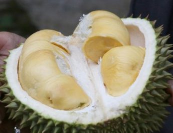Jika buah belum lebih dari 24 jam sejak jatuh, karbohidratnya sudah menjadi gula, tetapi gula belum berubah menjadi alkohol,