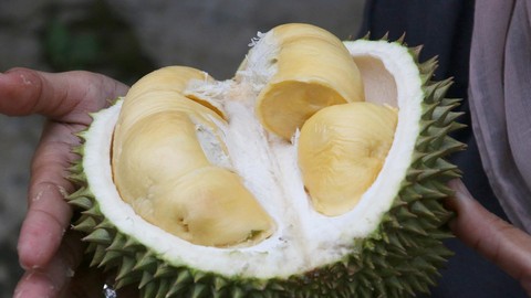 Jika buah belum lebih dari 24 jam sejak jatuh, karbohidratnya sudah menjadi gula, tetapi gula belum berubah menjadi alkohol,