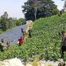 Antisipasi Banjir dan Longsor, Pemkab Bogor Lakukan Reboisasi di Puncak