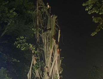 Pohon di Balai Kota Bogor