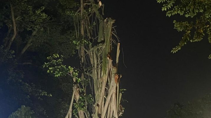 Pohon di Balai Kota Bogor