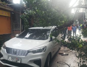 Mobil Tertimpah Pohon Besar