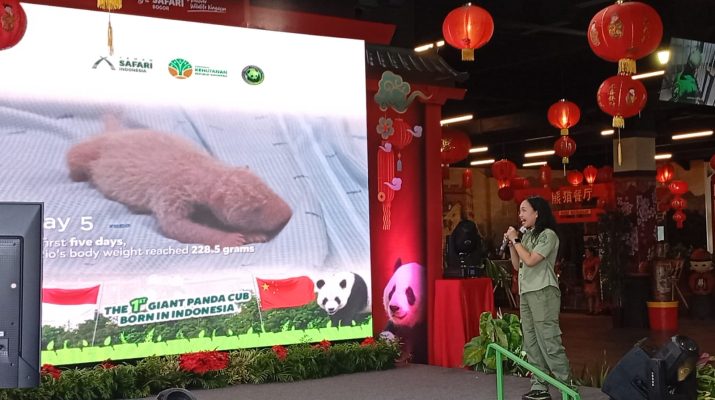 Pengumuman Panda Pertama yang Lahir di Indonesia
