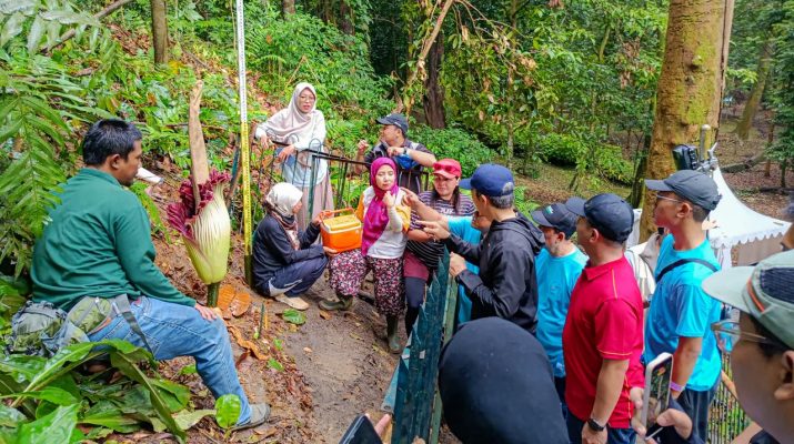 Bunga Bangkai Kebun Raya Bogor