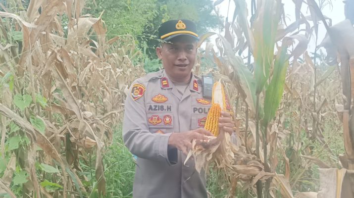 Wakapolres Bogor, Lakukan Panen Jagung Perdana