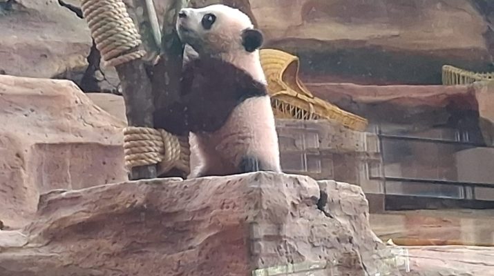 Panda Rio yang lahir di I doensia Resmi di Perkenalkan Ke Publik