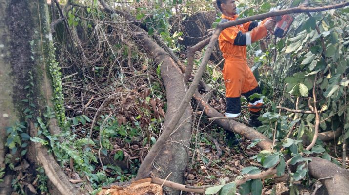 Evakuasi dilakukan oleh BPBD Kota Bogor pada adalah pohon yang tumbang menimpa halaman salah satu kantor di Bogor