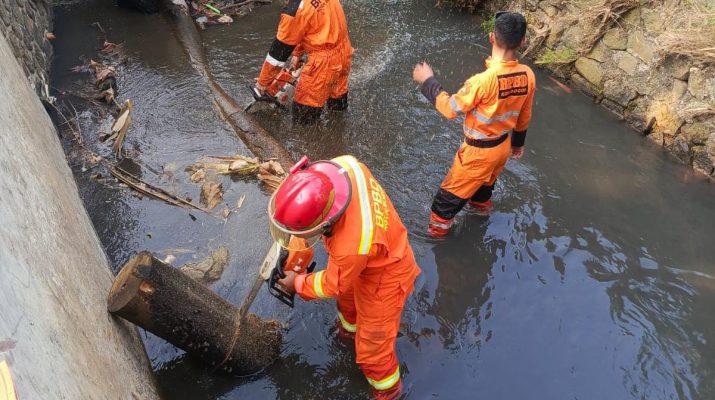 Pohon Jati Belanda Tumbang di Cibuluh, Aliran Kali Ciheuleut Sempat Terhambat